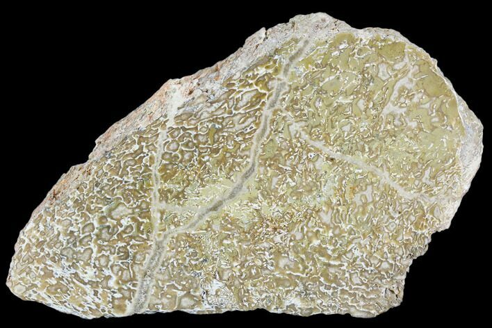 Polished Dinosaur Bone (Gembone) Section - Morocco #107120